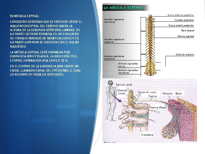 B) MEDULA ESPINAL: CONDUCTO NERVIOSO QUE SE EXTIENDE DESDE EL AGUJERO OCCIPITAL DEL CRÁNEO