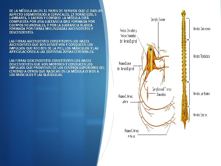DE LA MÉDULA SALEN 31 PARES DE NERVIOS QUE LE DAN UN ASPECTO SEGMENTADO: