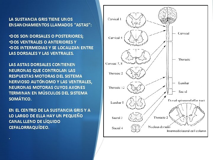 LA SUSTANCIA GRIS TIENE UNOS ENSANCHAMIENTOS LLAMADOS “ASTAS”: • DOS SON DORSALES O POSTERIORES;