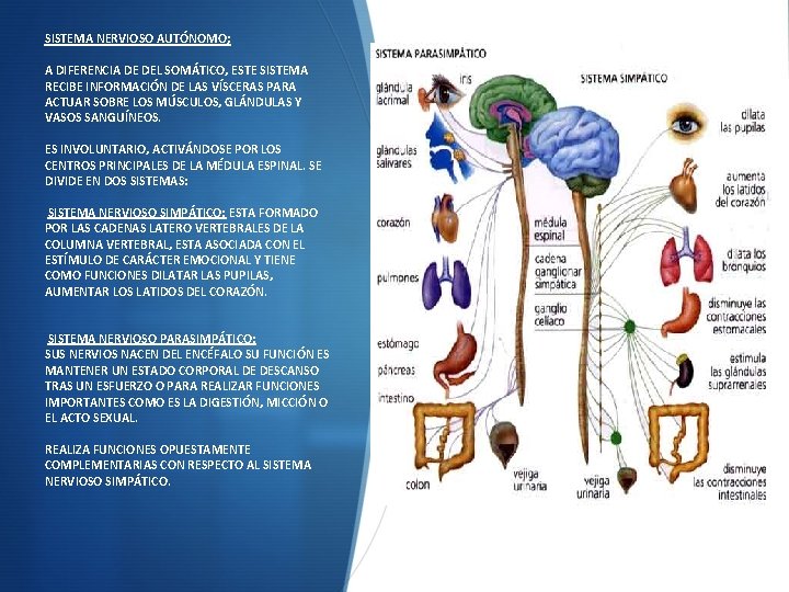 SISTEMA NERVIOSO AUTÓNOMO; A DIFERENCIA DE DEL SOMÁTICO, ESTE SISTEMA RECIBE INFORMACIÓN DE LAS