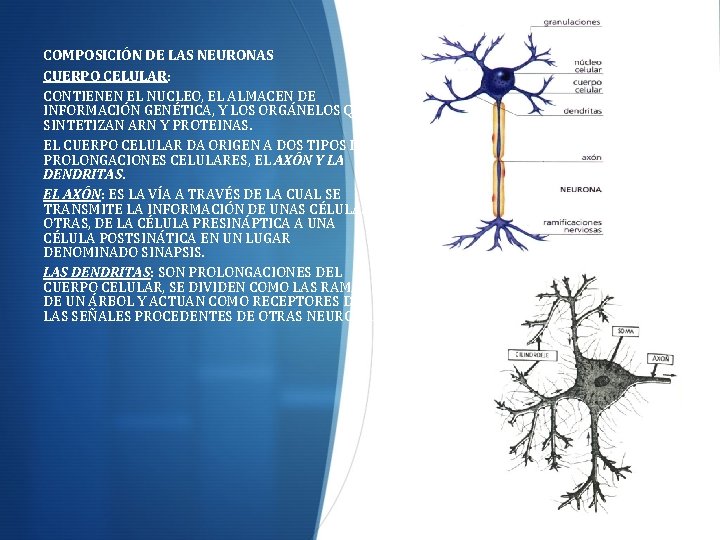 COMPOSICIÓN DE LAS NEURONAS CUERPO CELULAR: CONTIENEN EL NUCLEO, EL ALMACEN DE INFORMACIÓN GENÉTICA,