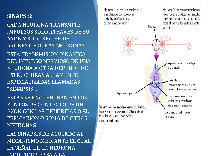 SINAPSIS: CADA NEURONA TRANSMITE IMPULSOS SOLO ATRAVES DE SU AXON Y SOLO RECIBE DE