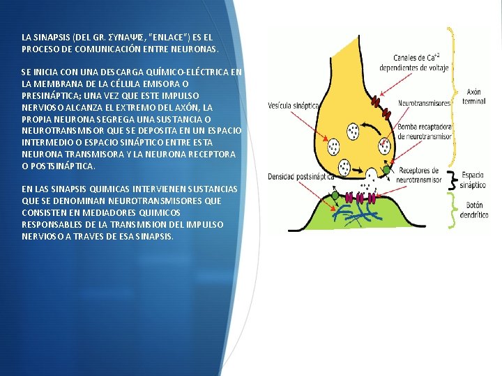 LA SINAPSIS (DEL GR. ΣΎΝΑΨΙΣ, "ENLACE") ES EL PROCESO DE COMUNICACIÓN ENTRE NEURONAS. SE