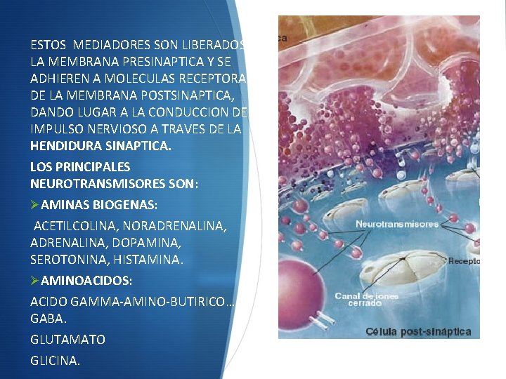 ESTOS MEDIADORES SON LIBERADOS EN LA MEMBRANA PRESINAPTICA Y SE ADHIEREN A MOLECULAS RECEPTORAS