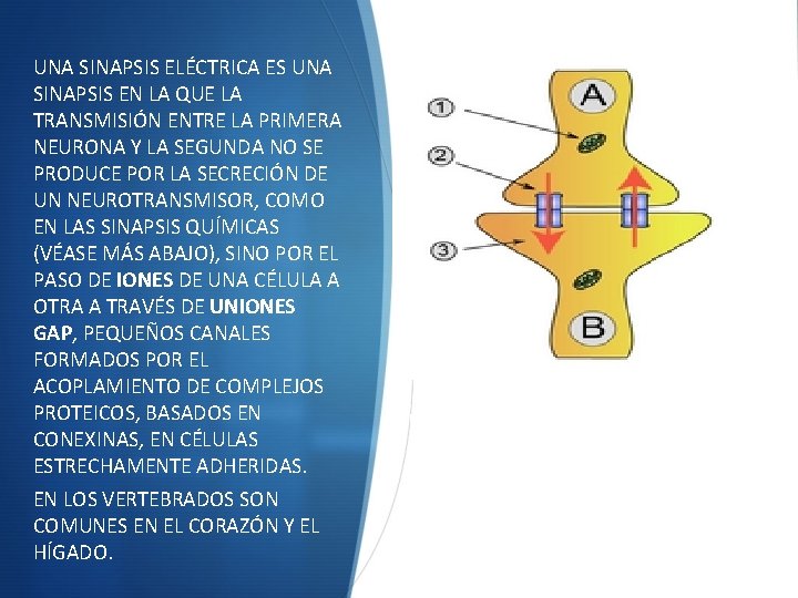 UNA SINAPSIS ELÉCTRICA ES UNA SINAPSIS EN LA QUE LA TRANSMISIÓN ENTRE LA PRIMERA