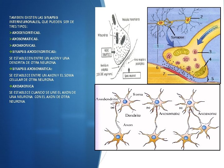 TAMBIEN EXISTEN LAS SINAPSIS INTERNEURONALES, QUE PUEDEN SER DE TRES TIPOS: ØAXODENDRITICAS. ØAXOSOMATICAS. ØAXOAXONICAS.