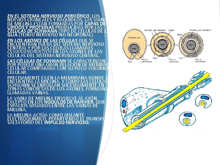 EN EL SISTEMA NERVIOSO PERIFÉRICO, LOS NERVIOS CRANEALES Y RAQUÍDEOS, LAS VAINAS DE MIELINA