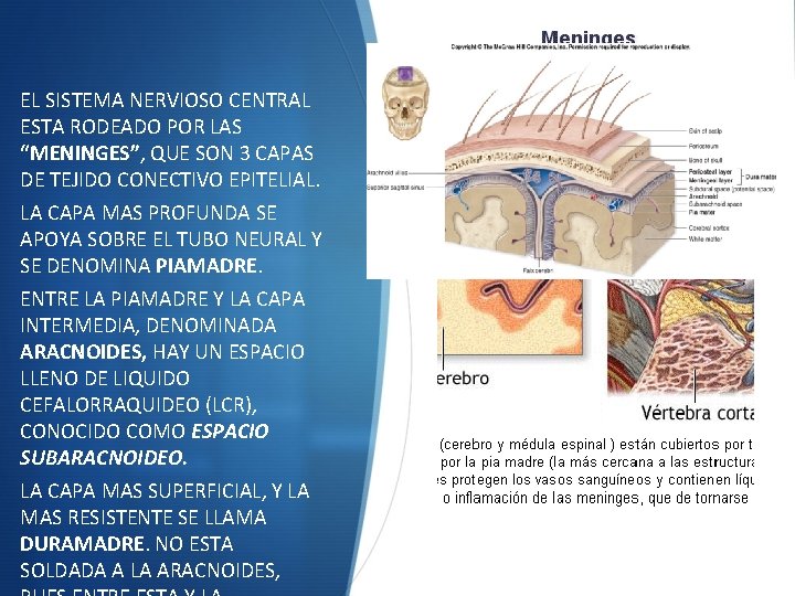 EL SISTEMA NERVIOSO CENTRAL ESTA RODEADO POR LAS “MENINGES”, QUE SON 3 CAPAS DE