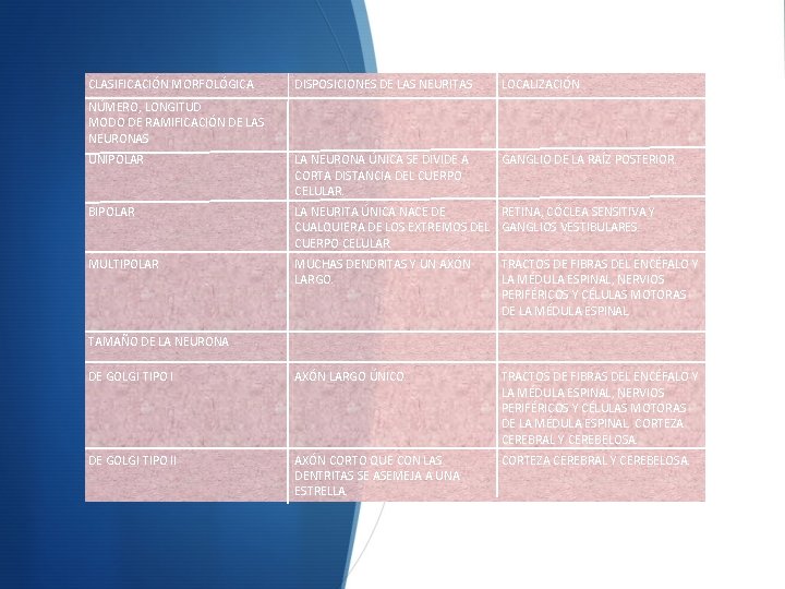 CLASIFICACIÓN MORFOLÓGICA DISPOSICIONES DE LAS NEURITAS LOCALIZACIÓN UNIPOLAR LA NEURONA ÚNICA SE DIVIDE A