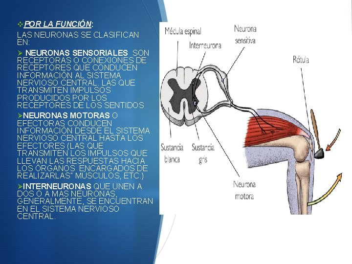 v. POR LA FUNCIÓN: LAS NEURONAS SE CLASIFICAN EN: Ø NEURONAS SENSORIALES SON RECEPTORAS