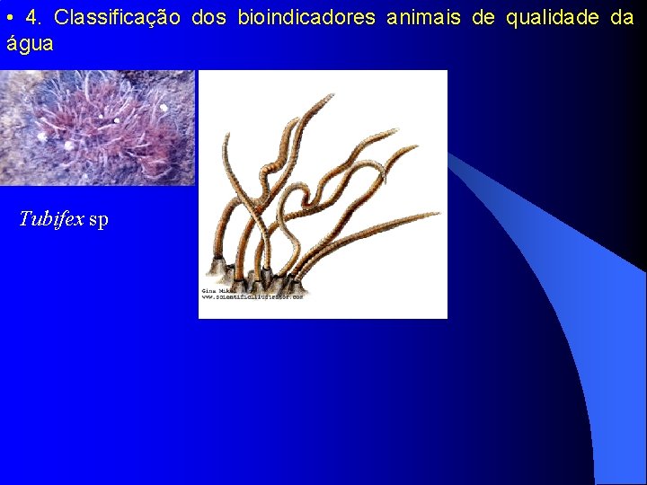  • 4. Classificação dos bioindicadores animais de qualidade da água • Tubifex sp