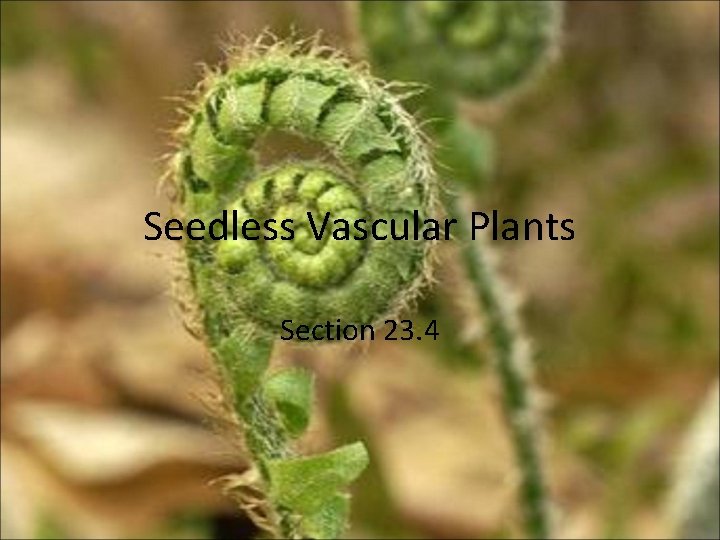 Seedless Vascular Plants Section 23. 4 Seedless Vascular Plants Section 23. 4