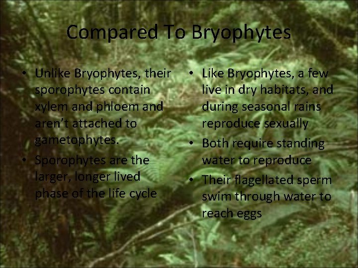 Compared To Bryophytes • Unlike Bryophytes, their sporophytes contain xylem and phloem and aren’t Compared To Bryophytes • Unlike Bryophytes, their sporophytes contain xylem and phloem and aren’t