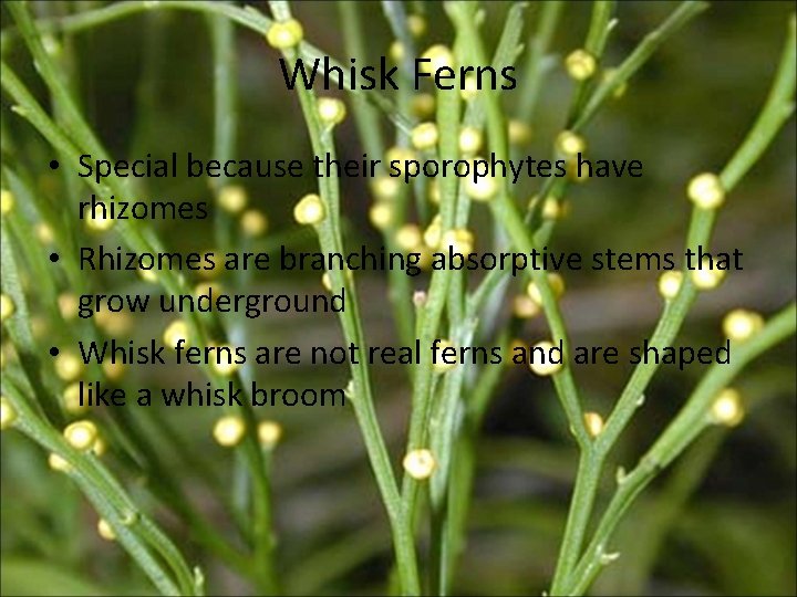 Whisk Ferns • Special because their sporophytes have rhizomes • Rhizomes are branching absorptive Whisk Ferns • Special because their sporophytes have rhizomes • Rhizomes are branching absorptive