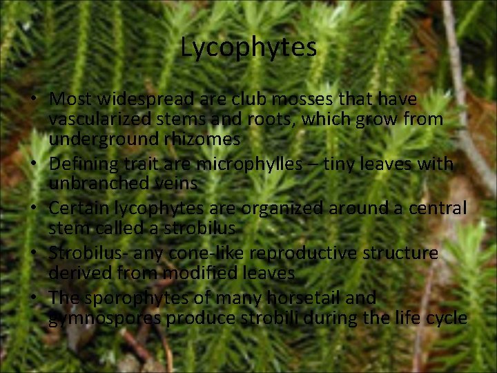 Lycophytes • Most widespread are club mosses that have vascularized stems and roots, which Lycophytes • Most widespread are club mosses that have vascularized stems and roots, which