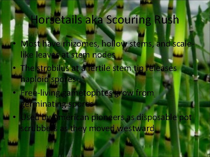 Horsetails aka Scouring Rush • Most have rhizomes, hollow stems, and scalelike leaves at Horsetails aka Scouring Rush • Most have rhizomes, hollow stems, and scalelike leaves at