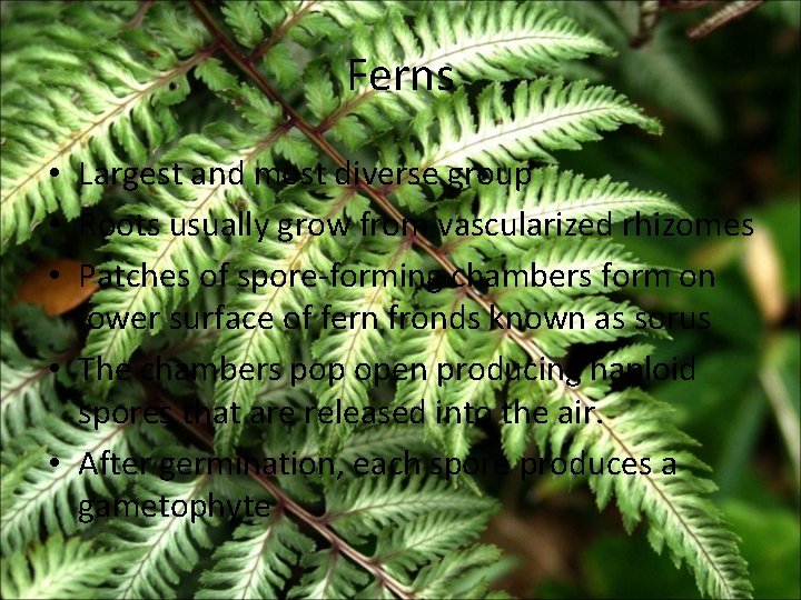 Ferns • Largest and most diverse group • Roots usually grow from vascularized rhizomes Ferns • Largest and most diverse group • Roots usually grow from vascularized rhizomes