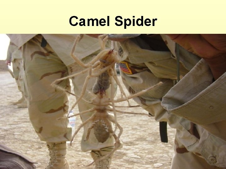 Camel Spider 