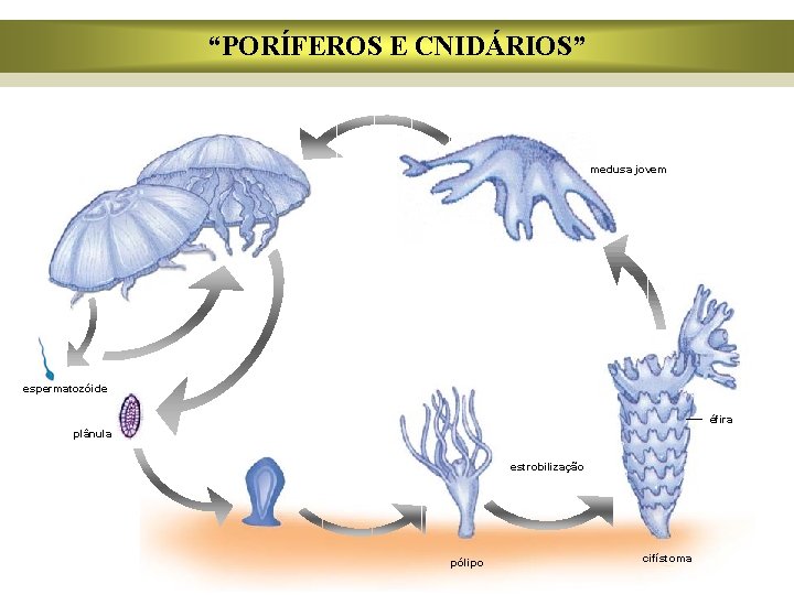 “PORÍFEROS E CNIDÁRIOS” medusa jovem espermatozóide éfira plânula estrobilização pólipo cifístoma 