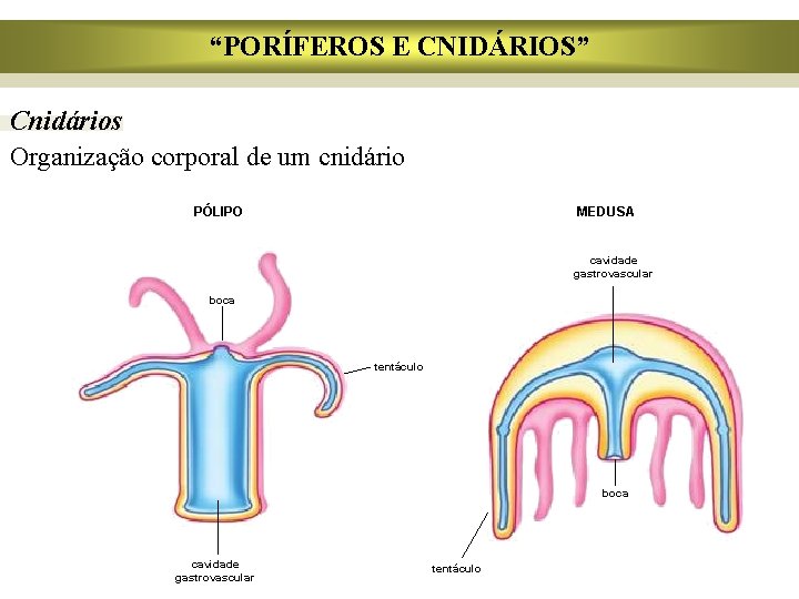 “PORÍFEROS E CNIDÁRIOS” Cnidários Organização corporal de um cnidário PÓLIPO MEDUSA cavidade gastrovascular boca