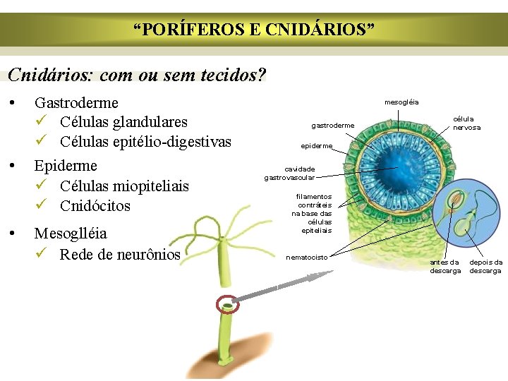 “PORÍFEROS E CNIDÁRIOS” Cnidários: com ou sem tecidos? • • • Gastroderme ü Células