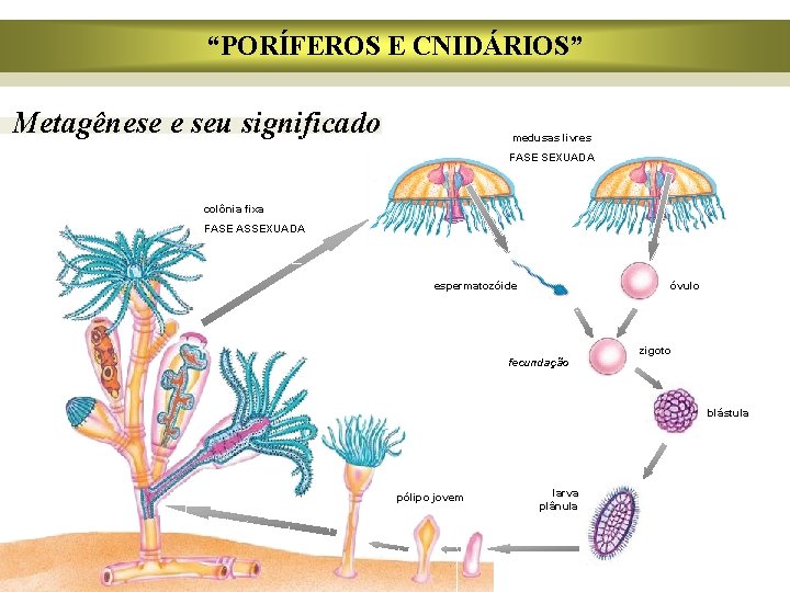 “PORÍFEROS E CNIDÁRIOS” Metagênese e seu significado medusas livres FASE SEXUADA colônia fixa FASE