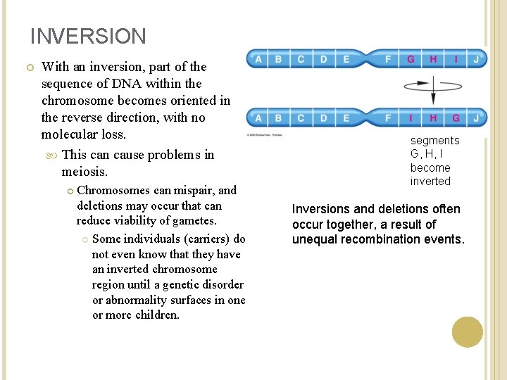INVERSION With an inversion, part of the sequence of DNA within the chromosome becomes