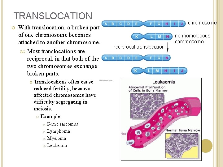 TRANSLOCATION With translocation, a broken part of one chromosome becomes attached to another chromosome.