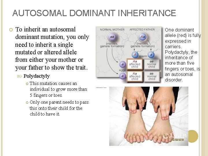 AUTOSOMAL DOMINANT INHERITANCE To inherit an autosomal dominant mutation, you only need to inherit