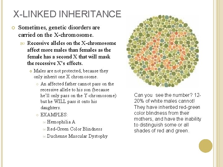 X-LINKED INHERITANCE Sometimes, genetic disorders are carried on the X-chromosome. Recessive alleles on the
