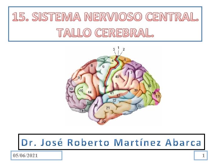 15. SISTEMA NERVIOSO CENTRAL. TALLO CEREBRAL. 05/06/2021 1 