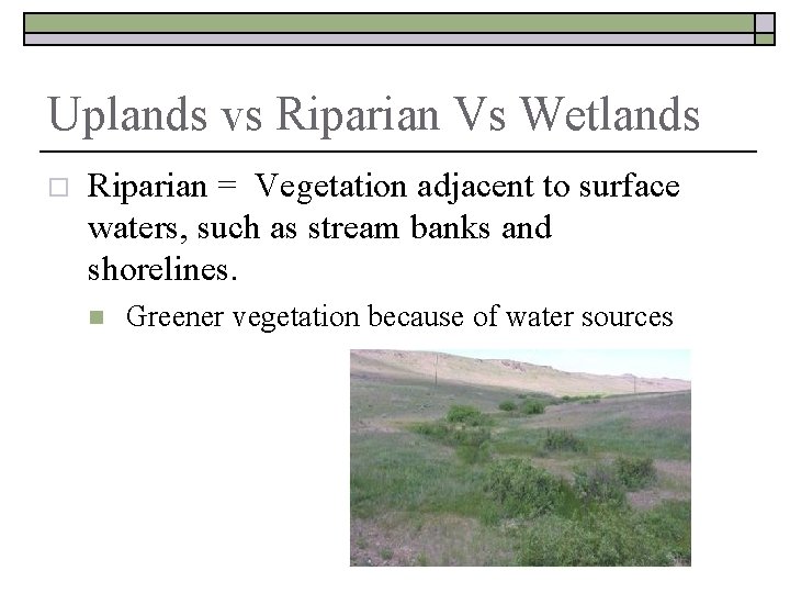 Uplands vs Riparian Vs Wetlands o Riparian = Vegetation adjacent to surface waters, such