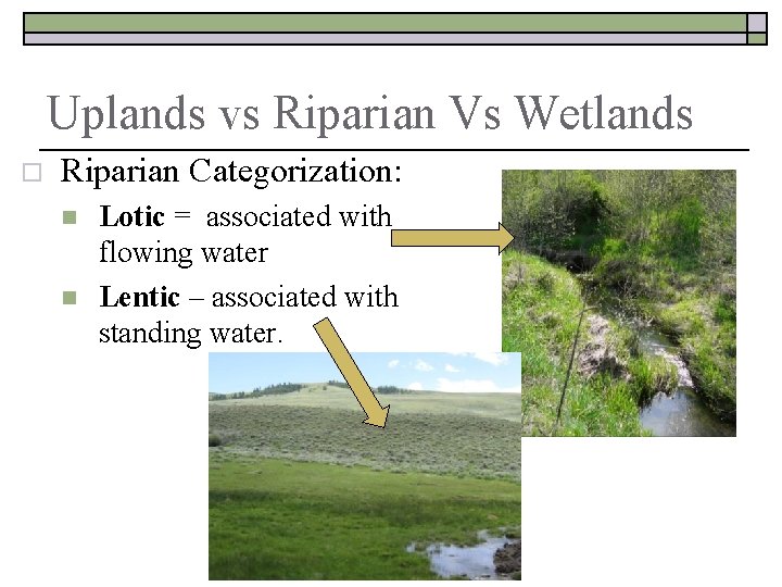 Uplands vs Riparian Vs Wetlands o Riparian Categorization: n n Lotic = associated with