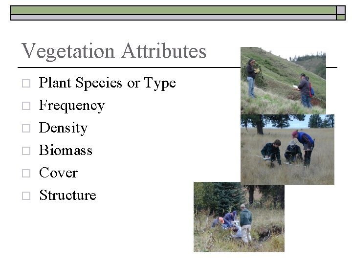 Vegetation Attributes o o o Plant Species or Type Frequency Density Biomass Cover Structure