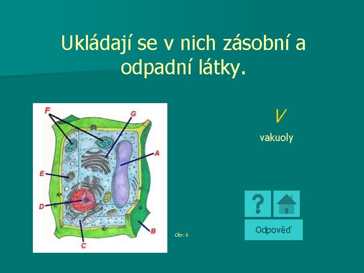 Ukládají se v nich zásobní a odpadní látky. V vakuoly Obr. 6 Odpověď 