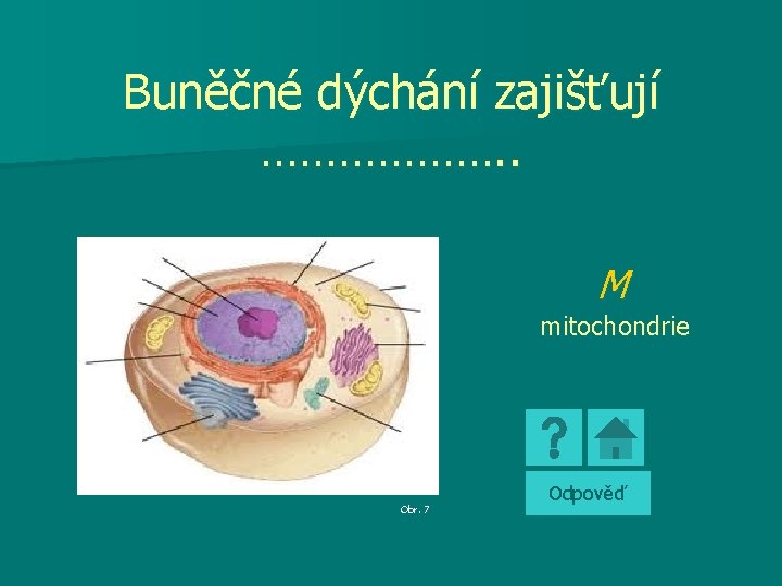 Buněčné dýchání zajišťují ………………. . M mitochondrie Obr. 7 Odpověď 