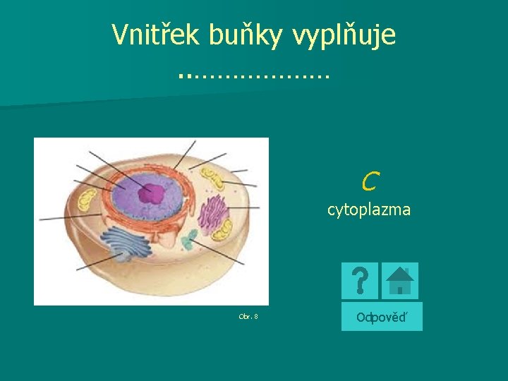 Vnitřek buňky vyplňuje. . ……………… C cytoplazma Obr. 8 Odpověď 