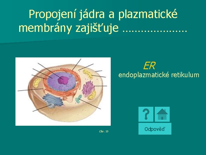Propojení jádra a plazmatické membrány zajišťuje ………………… ER endoplazmatické retikulum Obr. 10 Odpověď 