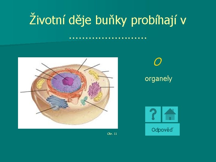 Životní děje buňky probíhají v ………… O organely Obr. 11 Odpověď 