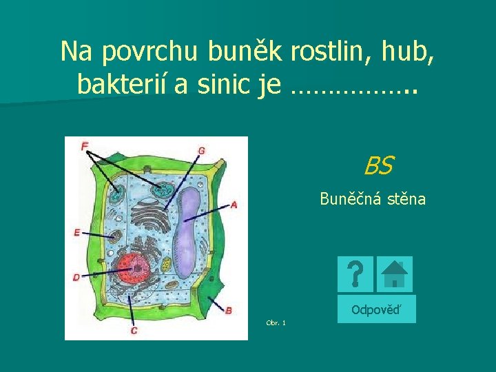 Na povrchu buněk rostlin, hub, bakterií a sinic je ……………. . BS Buněčná stěna