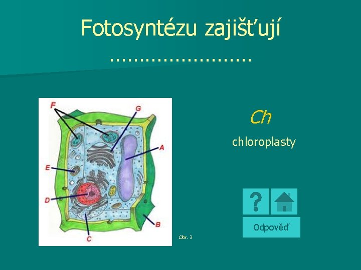 Fotosyntézu zajišťují ………… Ch chloroplasty Odpověď Obr. 3 