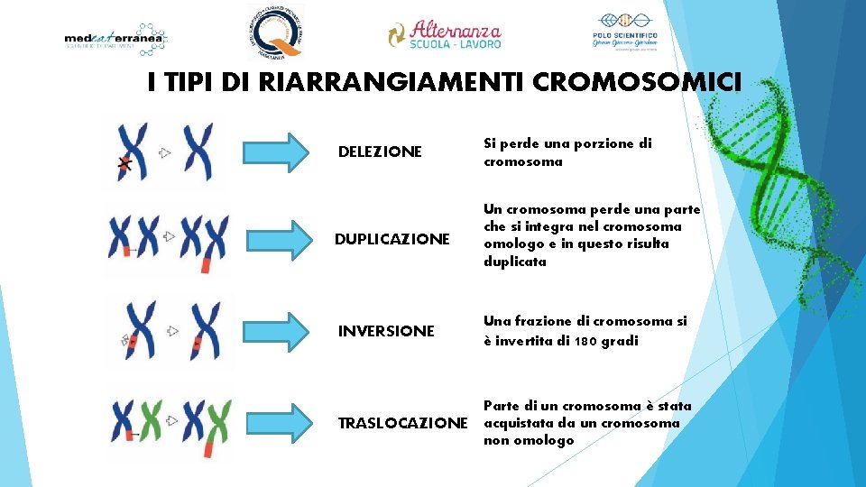 I TIPI DI RIARRANGIAMENTI CROMOSOMICI DELEZIONE Si perde una porzione di cromosoma DUPLICAZIONE Un