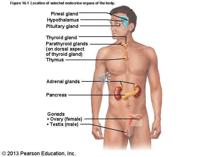 Figure 16. 1 Location of selected endocrine organs of the body. Pineal gland Hypothalamus