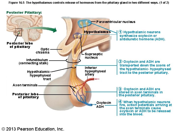 Figure 16. 5 The hypothalamus controls release of hormones from the pituitary gland in