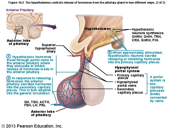 Figure 16. 5 The hypothalamus controls release of hormones from the pituitary gland in