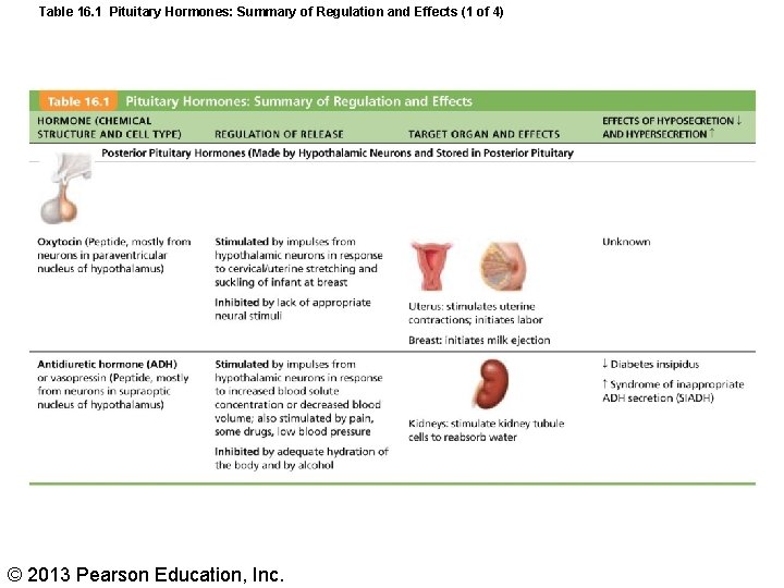 Table 16. 1 Pituitary Hormones: Summary of Regulation and Effects (1 of 4) ©