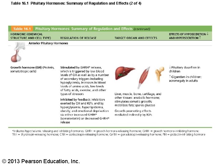 Table 16. 1 Pituitary Hormones: Summary of Regulation and Effects (2 of 4) ©