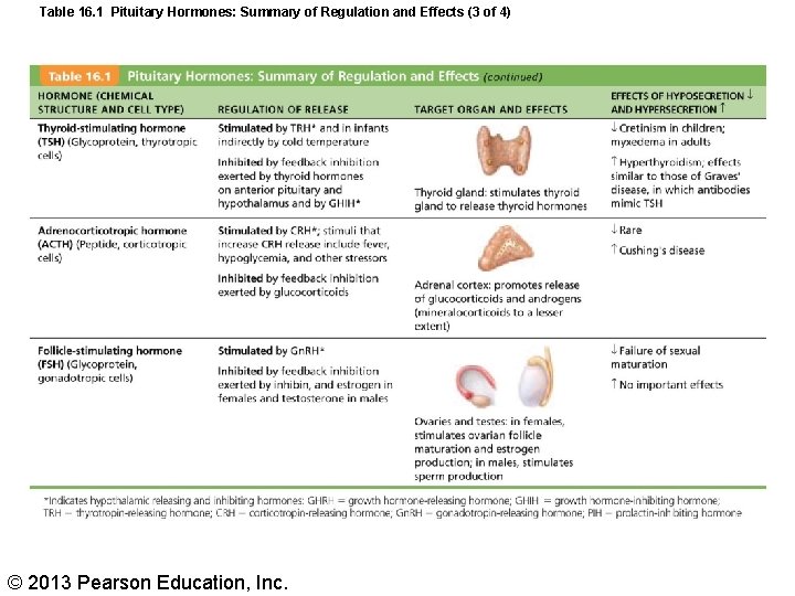 Table 16. 1 Pituitary Hormones: Summary of Regulation and Effects (3 of 4) ©