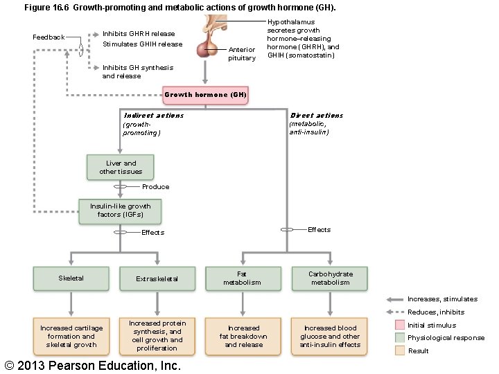 Figure 16. 6 Growth-promoting and metabolic actions of growth hormone (GH). Feedback Inhibits GHRH