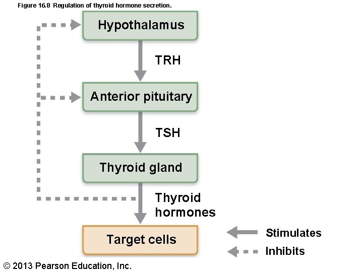 Figure 16. 8 Regulation of thyroid hormone secretion. Hypothalamus TRH Anterior pituitary TSH Thyroid